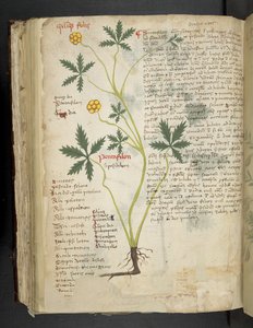 Přidejte MS 41623 f.115v Pentafilon (nebo 
