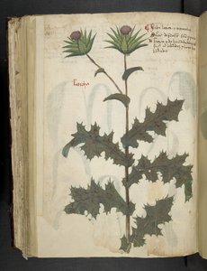Přidejte MS 41623 f.117v Thistle 