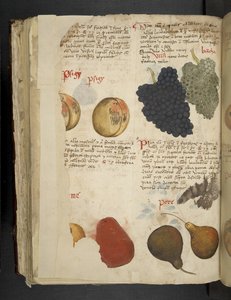 Přidejte MS 41623 f.121v Fruits, od 