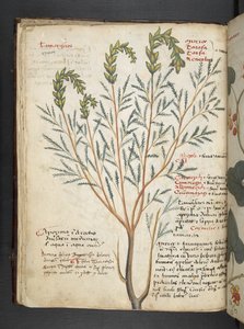 Přidejte MS 41623 f.18v A bylinný, Belluno (inkoust a barva na pergamenu) od Italian School