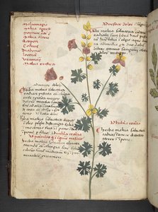 Přidejte MS 41623 f.19v A bylinný, Belluno (inkoust a barva na pergamenu) od Italian School