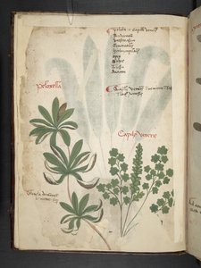 Přidejte MS 41623 f.1v A bylinný, Belluno (inkoust a barva na pergamenu) od Italian School