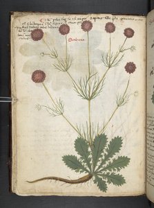 Přidejte MS 41623 f.26v A bylinný, Belluno (inkoust a barva na pergamenu) od Italian School