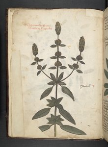 Přidejte MS 41623 f.2v A bylinný, Belluno (inkoust a barva na pergamenu) od Italian School