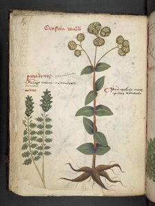 Přidejte MS 41623 f.37v 