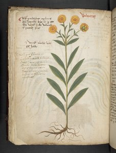 Přidejte MS 41623 f.49v 