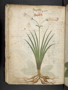 Přidejte MS 41623 f.64v 