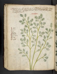 Přidejte MS 41623 f.74v 