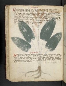 Přidejte MS 41623 f.80v 