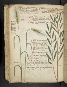 Přidejte MS 41623 f.98v Orzo, od 