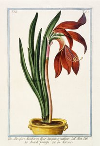 Amaryllis Formosa, 1772-1784 od Italian School