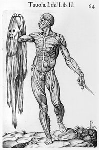 Anatomická studie, deska 64, ilustrace z Anatomia del corpo humano od Juana de Valverde (asi 1525-asi 1587) Řím, 1560 od Italian School