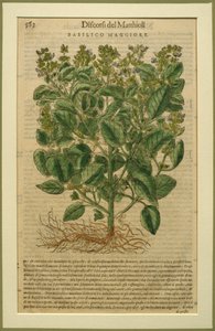 Basil, botanická deska z Discorsi od Pietra Andrea Mattioliho (1501-77) publikovaná v Benátkách, 1570 od Italian School