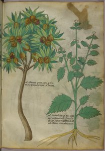 Botanická ilustrace (inkoust a barva na papíře) od Italian School