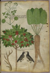 Botanická ilustrace rostlin a ptáků, cca 1440 (inkoust a barva na papíře od Italian School