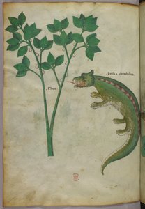 Botanická a zvířecí ilustrace rostliny a krokodýla, asi 1440 (tuš a barva na pergamenu) od Italian School