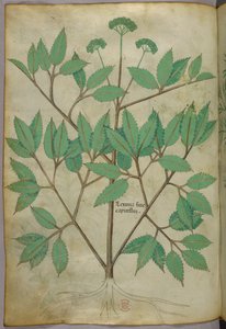 Botanická ilustrace, asi 1440 (tuš a barva na pergamenu) od Italian School