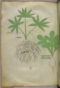Botanická ilustrace, asi 1440 (tuš a barva na pergamenu) od Italian School