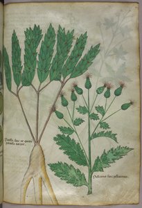 Botanická ilustrace, asi 1440 (tuš a barva na pergamenu) od Italian School