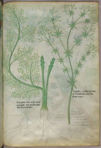 Botanická ilustrace, asi 1440 (tuš a barva na pergamenu) od Italian School