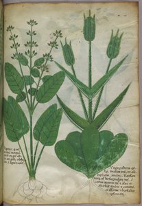 Botanická ilustrace, asi 1440 (tuš a barva na pergamenu) od Italian School