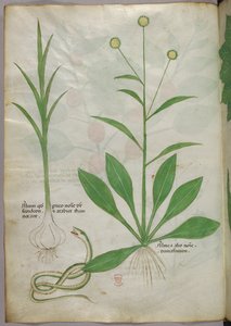 Botanická ilustrace, asi 1440 (tuš a barva na pergamenu) od Italian School
