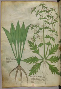 Botanická ilustrace, asi 1440 (tuš a barva na pergamenu) od Italian School