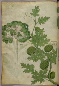 Botanická ilustrace, asi 1440 (tuš a barva na pergamenu) od Italian School