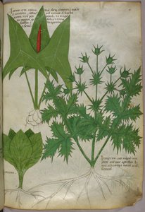 Botanická ilustrace, asi 1440 (tuš a barva na pergamenu) od Italian School