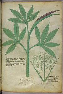 Botanická ilustrace, asi 1440 (tuš a barva na pergamenu) od Italian School