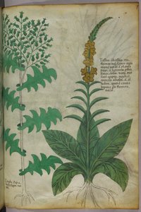 Botanická ilustrace, asi 1440 (tuš a barva na pergamenu) od Italian School