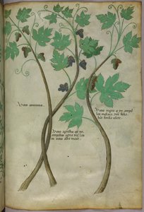 Botanická ilustrace, asi 1440 (tuš a barva na pergamenu) od Italian School