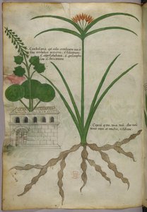 Botanická ilustrace, asi 1440 (tuš a barva na pergamenu) od Italian School