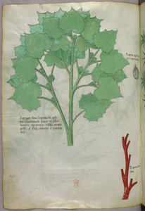 Botanická ilustrace, asi 1440 (tuš a barva na pergamenu) od Italian School