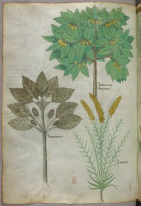 Botanická ilustrace, asi 1440 (tuš a barva na pergamenu) od Italian School