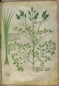 Botanická ilustrace, asi 1440 (tuš a barva na pergamenu) od Italian School