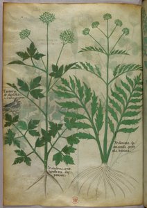 Botanická ilustrace, asi 1440 (tuš a barva na pergamenu) od Italian School