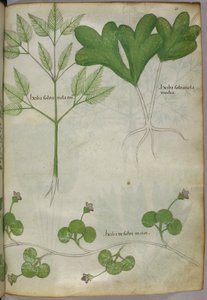 Botanická ilustrace, asi 1440 (tuš a barva na pergamenu) od Italian School