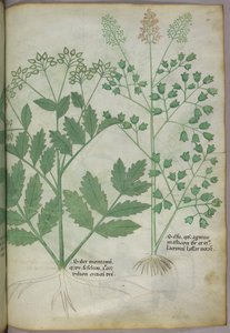 Botanická ilustrace, asi 1440 (tuš a barva na pergamenu) od Italian School