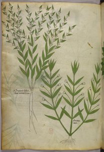 Botanická ilustrace, asi 1440 (tuš a barva na pergamenu) od Italian School