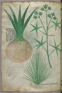Botanická ilustrace, asi 1440 (tuš a barva na pergamenu) od Italian School