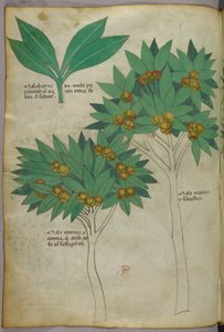 Botanická ilustrace, asi 1440 (tuš a barva na pergamenu) od Italian School