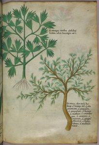 Botanická ilustrace, asi 1440 (tuš a barva na pergamenu) od Italian School