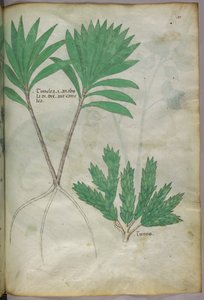 Botanická ilustrace, asi 1440 (tuš a barva na pergamenu) od Italian School