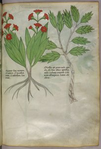 Botanická ilustrace, asi 1440 (tuš a barva na pergamenu) od Italian School