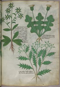Botanická ilustrace, asi 1440 (tuš a barva na pergamenu) od Italian School