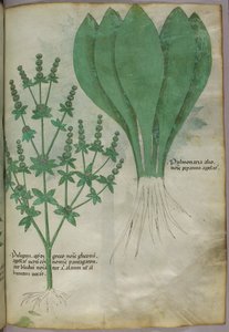 Botanická ilustrace, asi 1440 (tuš a barva na pergamenu) od Italian School