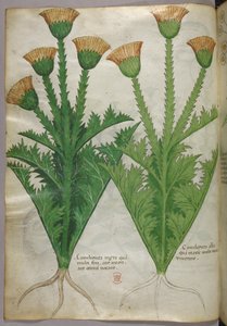 Botanická ilustrace, asi 1440 (tuš a barva na pergamenu) od Italian School