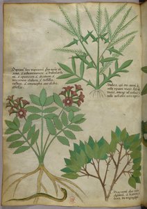 Botanická ilustrace, asi 1440 (tuš a barva na pergamenu) od Italian School