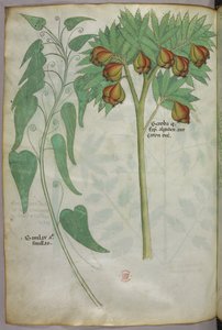 Botanická ilustrace, asi 1440 (tuš a barva na pergamenu) od Italian School